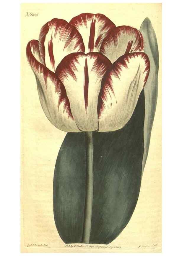 Reproducción/Reproduction 34359820513: Curtis's botanical magazine.. London ; New York [etc.] :Academic Press [etc.]