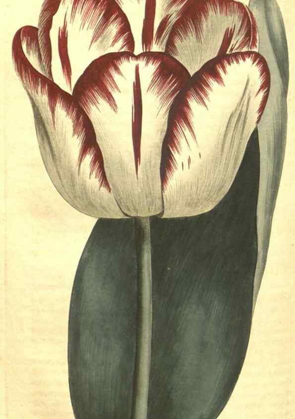 Reproducción/Reproduction 34359820513: Curtis's botanical magazine.. London ; New York [etc.] :Academic Press [etc.]