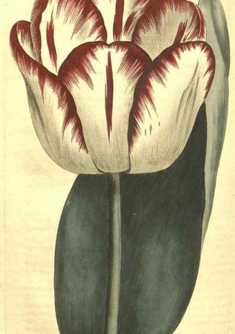 Reproducción/Reproduction 34359820513: Curtis's botanical magazine.. London ; New York [etc.] :Academic Press [etc.]