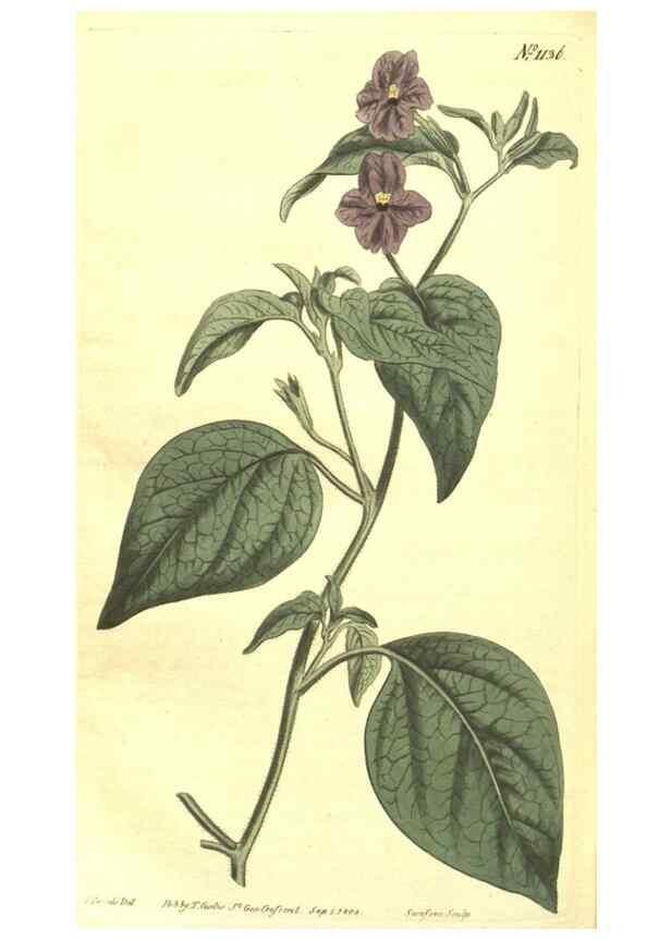 Reproducción/Reproduction 34359822983: Curtis's botanical magazine.. London ; New York [etc.] :Academic Press [etc.]