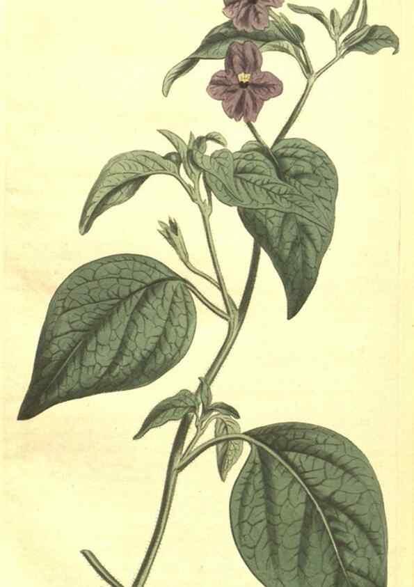 Reproducción/Reproduction 34359822983: Curtis's botanical magazine.. London ; New York [etc.] :Academic Press [etc.]
