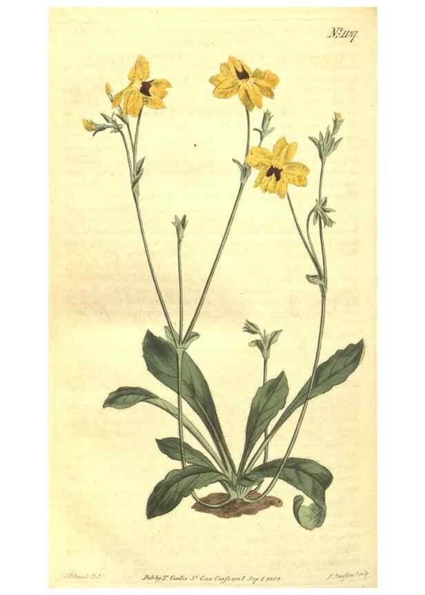 Reproducción/Reproduction 34782973840: Curtis's botanical magazine.. London ; New York [etc.] :Academic Press [etc.]