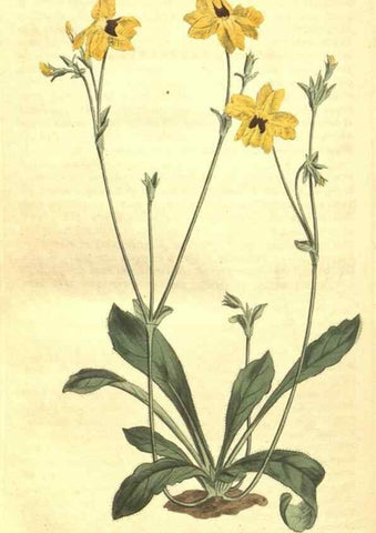 Reproducción/Reproduction 34782973840: Curtis's botanical magazine.. London ; New York [etc.] :Academic Press [etc.]
