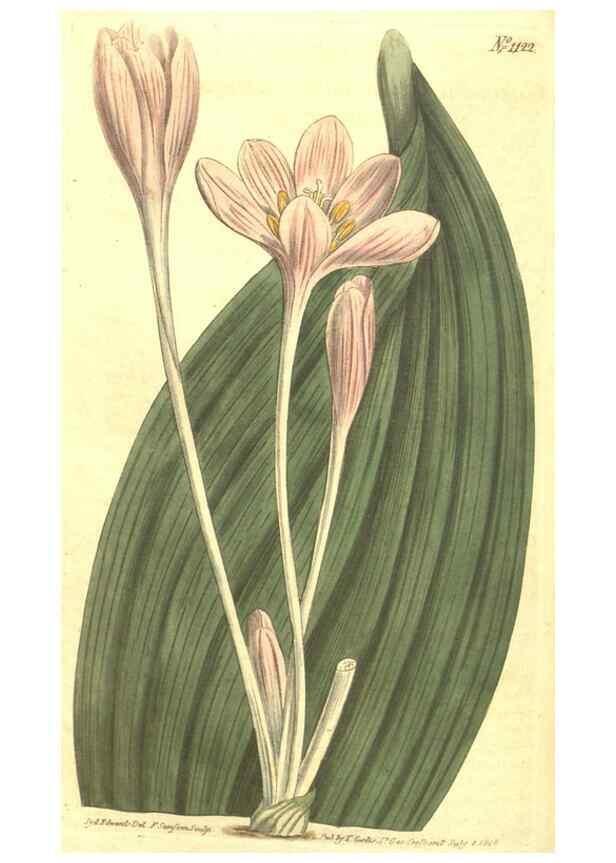 Reproducción/Reproduction 34324410394: Curtis's botanical magazine.. London ; New York [etc.] :Academic Press [etc.]