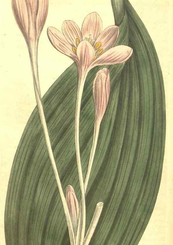 Reproducción/Reproduction 34324410394: Curtis's botanical magazine.. London ; New York [etc.] :Academic Press [etc.]