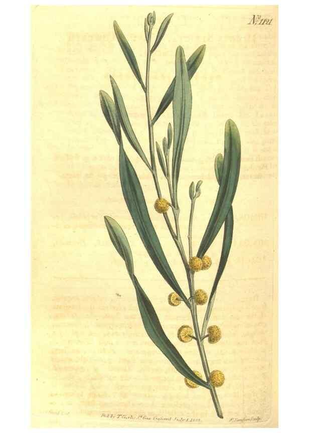 Reproducción/Reproduction 34359794783: Curtis's botanical magazine.. London ; New York [etc.] :Academic Press [etc.]