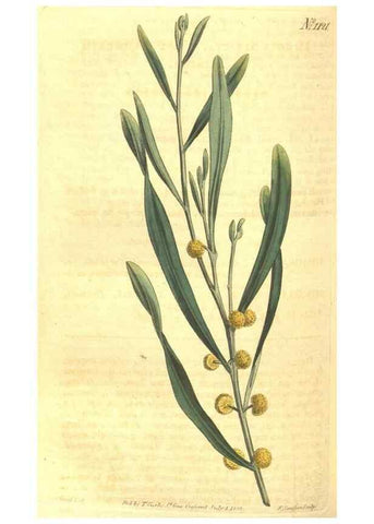 Reproducción/Reproduction 34359794783: Curtis's botanical magazine.. London ; New York [etc.] :Academic Press [etc.]
