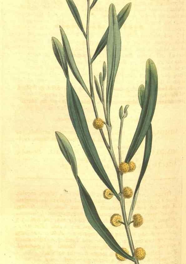 Reproducción/Reproduction 34359794783: Curtis's botanical magazine.. London ; New York [etc.] :Academic Press [etc.]