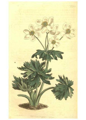 Reproducción/Reproduction 34782942920: Curtis's botanical magazine.. London ; New York [etc.] :Academic Press [etc.]