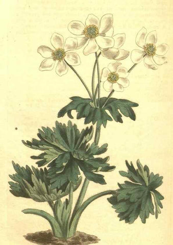 Reproducción/Reproduction 34782942920: Curtis's botanical magazine.. London ; New York [etc.] :Academic Press [etc.]
