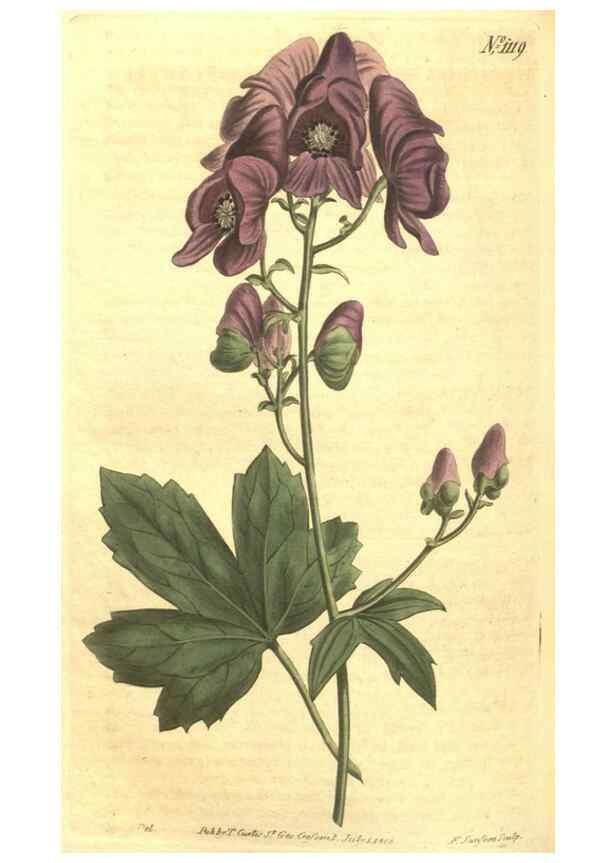 Reproducción/Reproduction 34782940710: Curtis's botanical magazine.. London ; New York [etc.] :Academic Press [etc.]