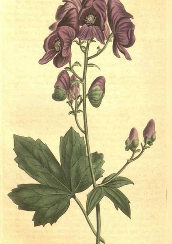 Reproducción/Reproduction 34782940710: Curtis's botanical magazine.. London ; New York [etc.] :Academic Press [etc.]