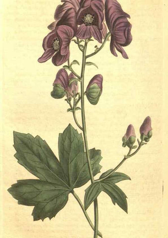 Reproducción/Reproduction 34782940710: Curtis's botanical magazine.. London ; New York [etc.] :Academic Press [etc.]
