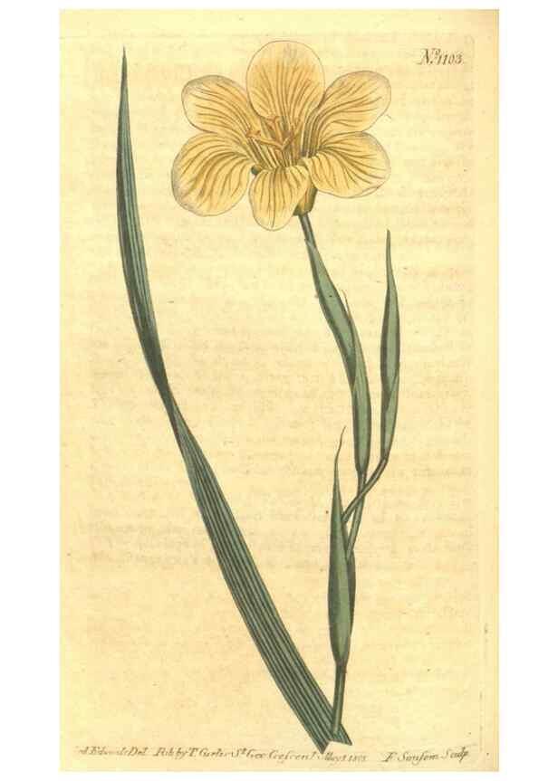 Reproducción/Reproduction 34782909870: Curtis's botanical magazine.. London ; New York [etc.] :Academic Press [etc.]