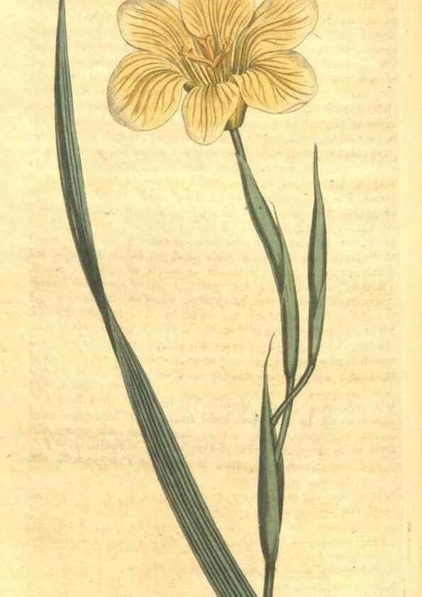 Reproducción/Reproduction 34782909870: Curtis's botanical magazine.. London ; New York [etc.] :Academic Press [etc.]