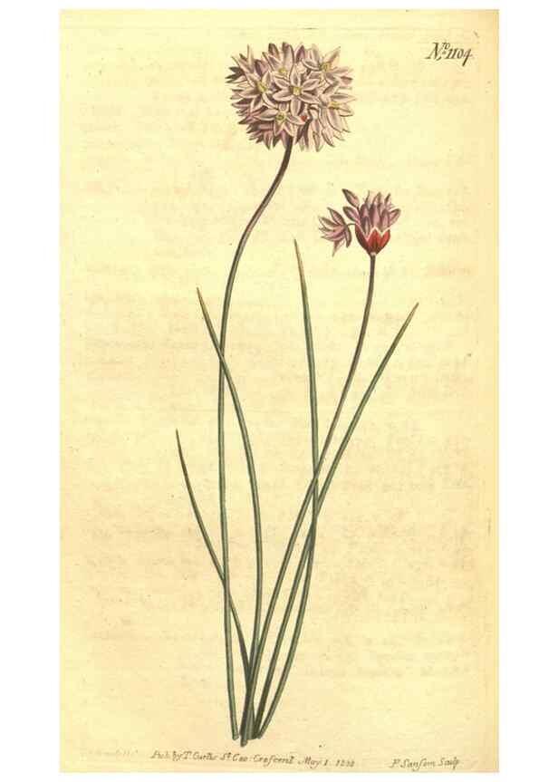 Reproducción/Reproduction 34782911300: Curtis's botanical magazine.. London ; New York [etc.] :Academic Press [etc.]
