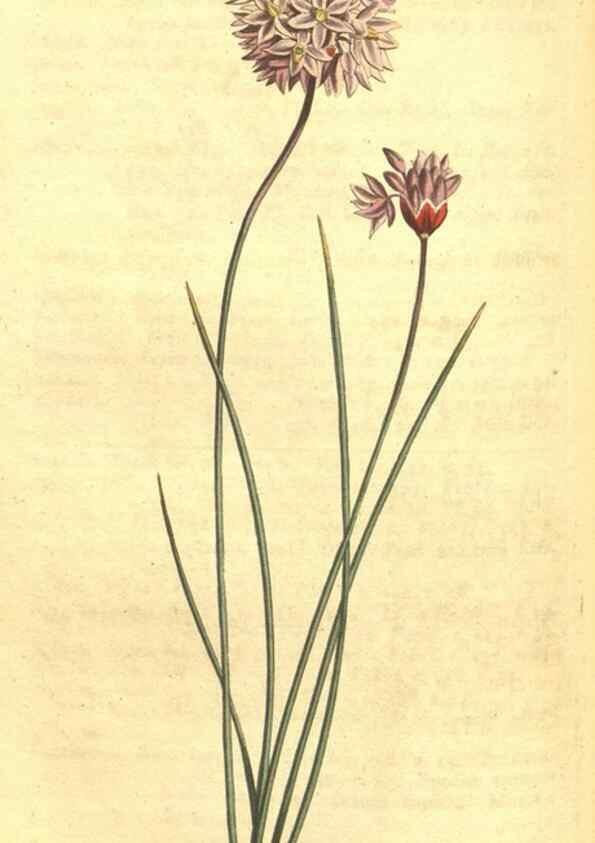 Reproducción/Reproduction 34782911300: Curtis's botanical magazine.. London ; New York [etc.] :Academic Press [etc.]