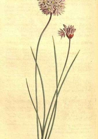 Reproducción/Reproduction 34782911300: Curtis's botanical magazine.. London ; New York [etc.] :Academic Press [etc.]