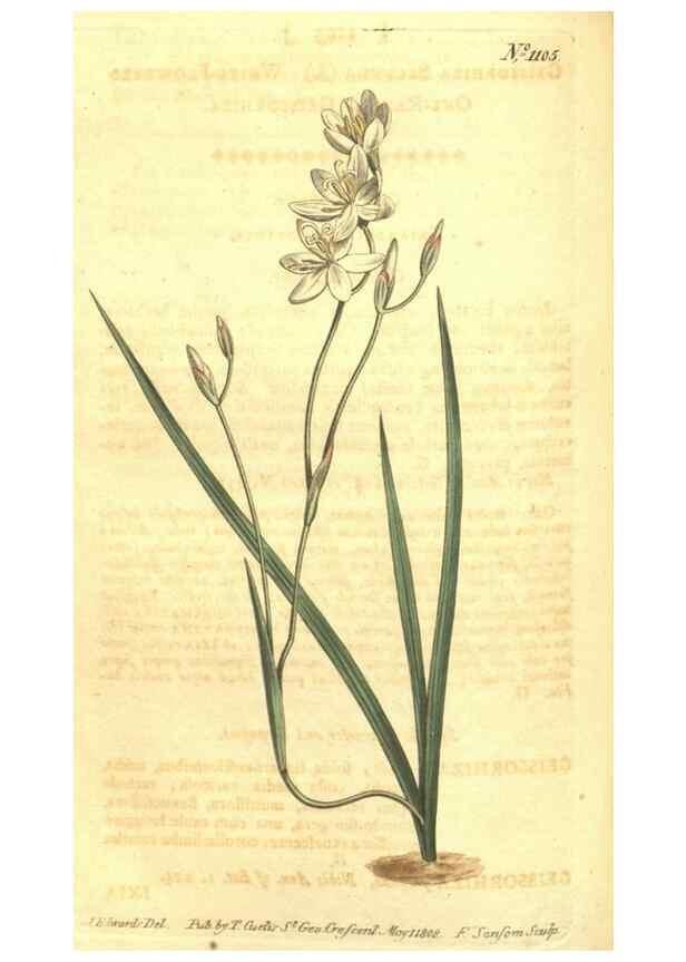 Reproducción/Reproduction 34782912560: Curtis's botanical magazine.. London ; New York [etc.] :Academic Press [etc.]