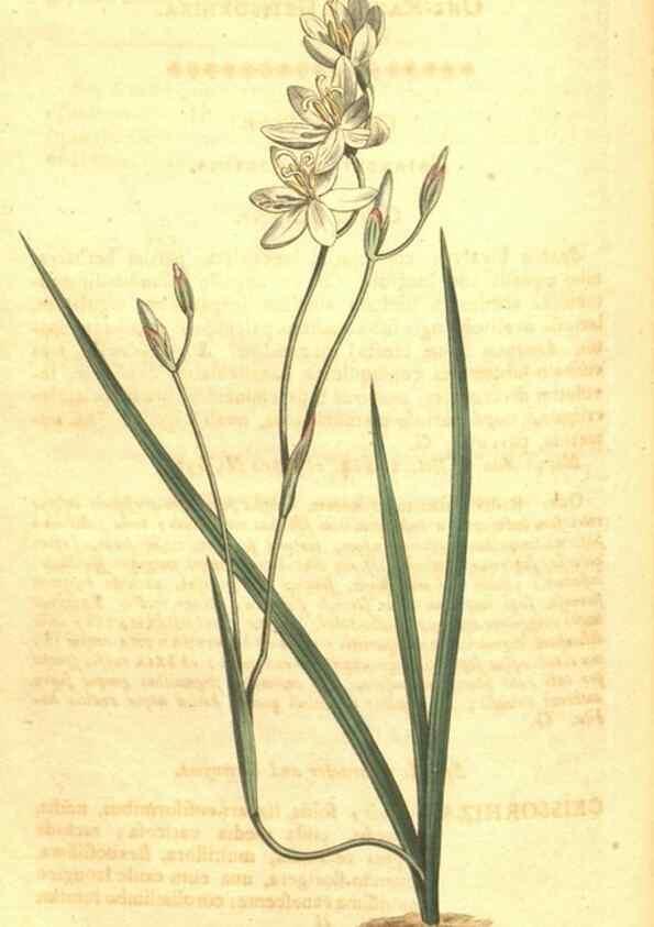 Reproducción/Reproduction 34782912560: Curtis's botanical magazine.. London ; New York [etc.] :Academic Press [etc.]