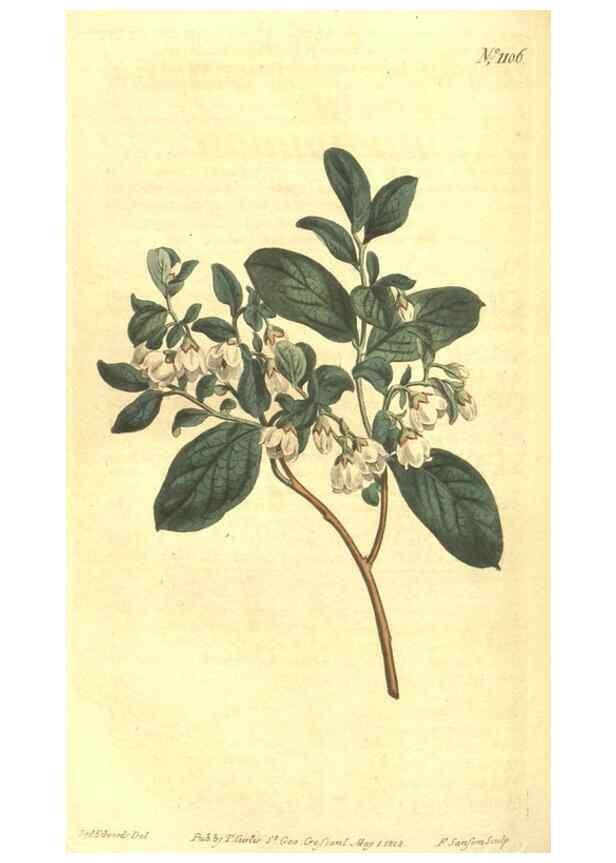 Reproducción/Reproduction 35004492442: Curtis's botanical magazine.. London ; New York [etc.] :Academic Press [etc.]