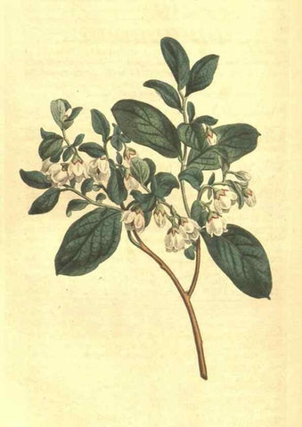 Reproducción/Reproduction 35004492442: Curtis's botanical magazine.. London ; New York [etc.] :Academic Press [etc.]
