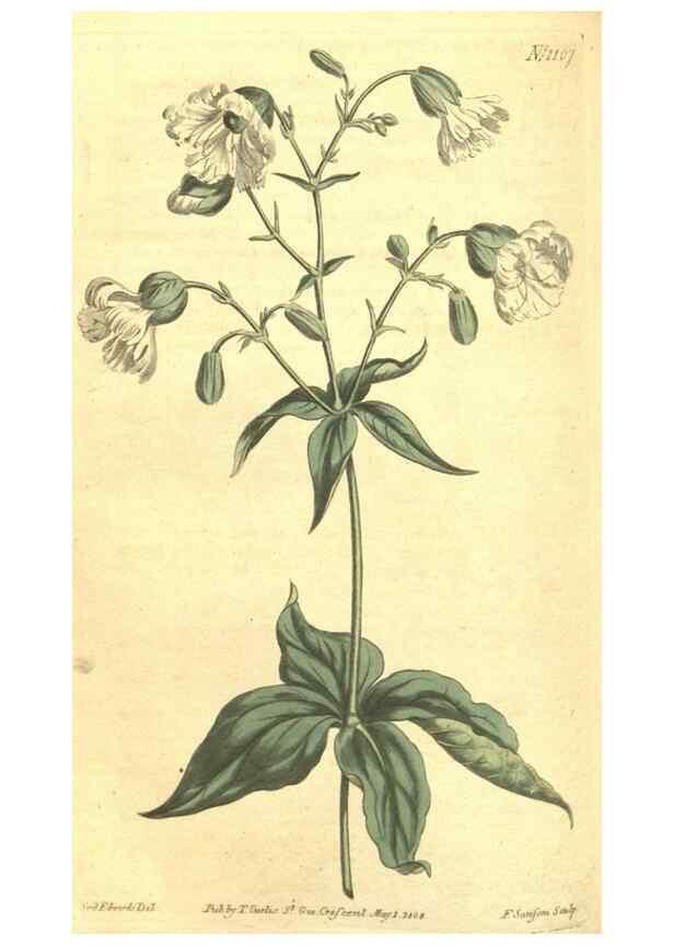 Reproducción/Reproduction 35129492366: Curtis's botanical magazine.. London ; New York [etc.] :Academic Press [etc.]