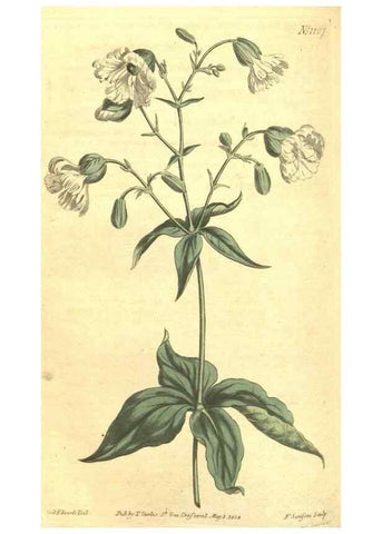 Reproducción/Reproduction 35129492366: Curtis's botanical magazine.. London ; New York [etc.] :Academic Press [etc.]