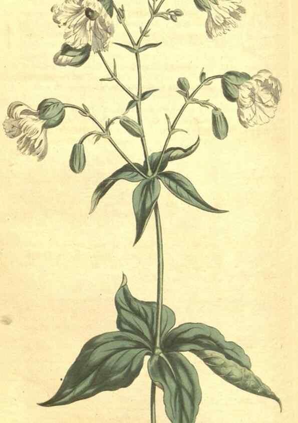 Reproducción/Reproduction 35129492366: Curtis's botanical magazine.. London ; New York [etc.] :Academic Press [etc.]