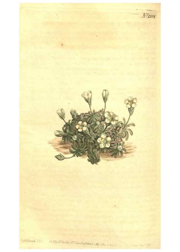 Reproducción/Reproduction 34782917180: Curtis's botanical magazine.. London ; New York [etc.] :Academic Press [etc.]