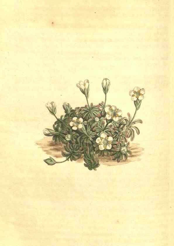 Reproducción/Reproduction 34782917180: Curtis's botanical magazine.. London ; New York [etc.] :Academic Press [etc.]