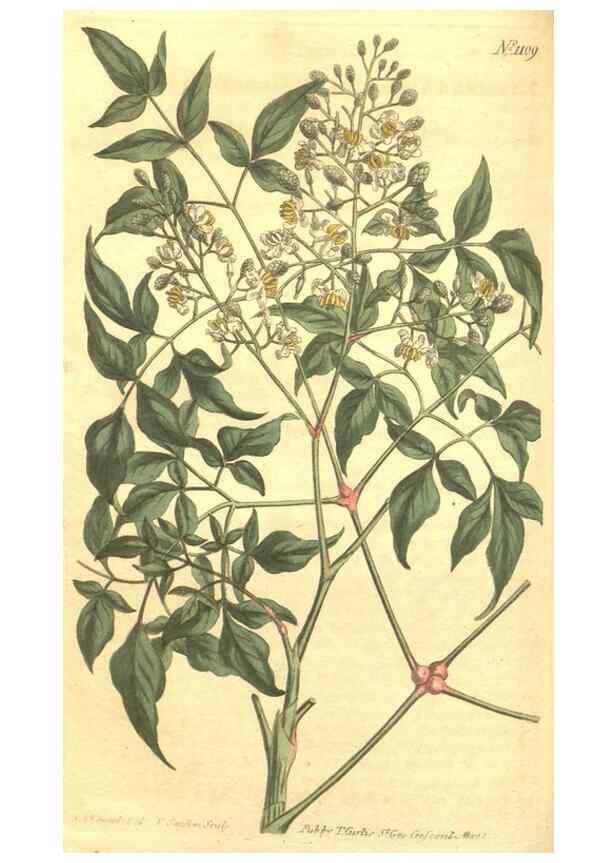 Reproducción/Reproduction 35004500582: Curtis's botanical magazine.. London ; New York [etc.] :Academic Press [etc.]