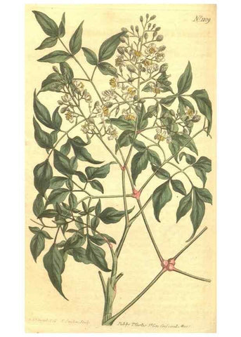 Reproducción/Reproduction 35004500582: Curtis's botanical magazine.. London ; New York [etc.] :Academic Press [etc.]