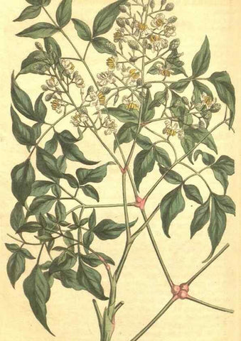Reproducción/Reproduction 35004500582: Curtis's botanical magazine.. London ; New York [etc.] :Academic Press [etc.]