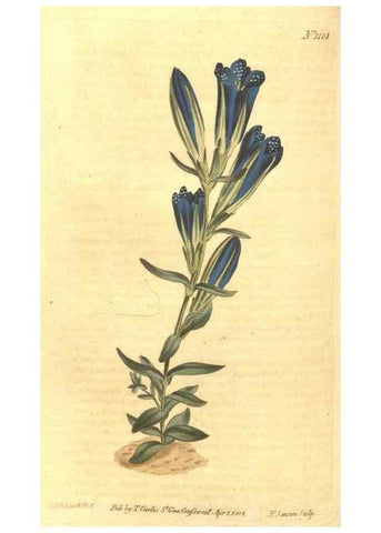 Reproducción/Reproduction 35004477682: Curtis's botanical magazine.. London ; New York [etc.] :Academic Press [etc.]