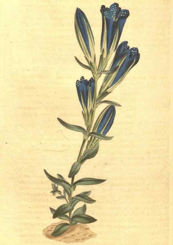 Reproducción/Reproduction 35004477682: Curtis's botanical magazine.. London ; New York [etc.] :Academic Press [etc.]