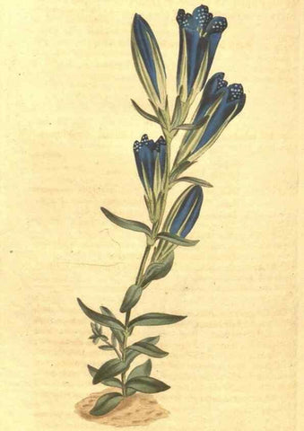 Reproducción/Reproduction 35004477682: Curtis's botanical magazine.. London ; New York [etc.] :Academic Press [etc.]