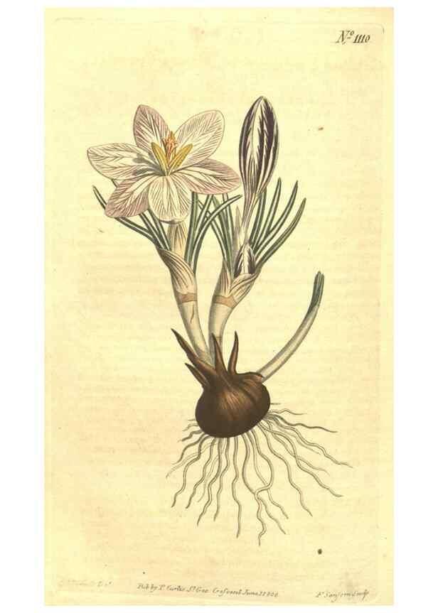 Reproducción/Reproduction 35004503212: Curtis's botanical magazine.. London ; New York [etc.] :Academic Press [etc.]