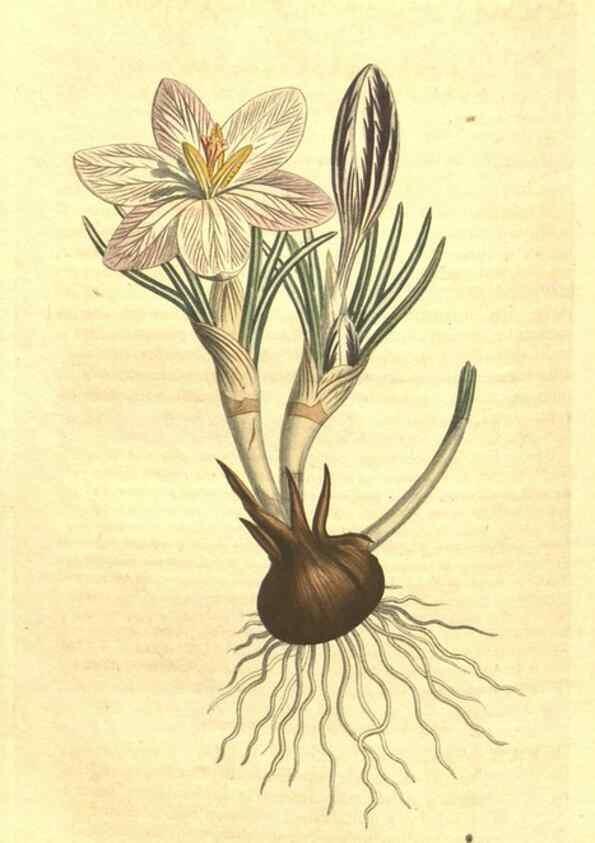 Reproducción/Reproduction 35004503212: Curtis's botanical magazine.. London ; New York [etc.] :Academic Press [etc.]