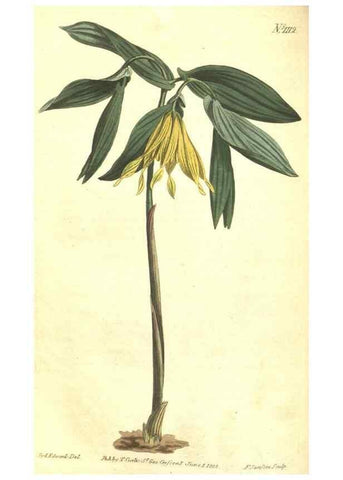 Reproducción/Reproduction 35004507982: Curtis's botanical magazine.. London ; New York [etc.] :Academic Press [etc.]