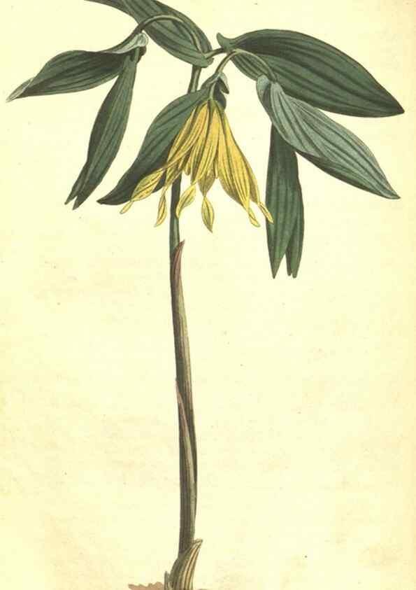Reproducción/Reproduction 35004507982: Curtis's botanical magazine.. London ; New York [etc.] :Academic Press [etc.]