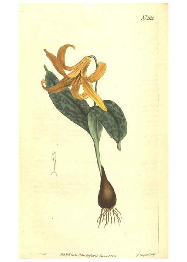 Reproducción/Reproduction 35004510112: Curtis's botanical magazine.. London ; New York [etc.] :Academic Press [etc.]