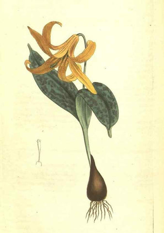 Reproducción/Reproduction 35004510112: Curtis's botanical magazine.. London ; New York [etc.] :Academic Press [etc.]
