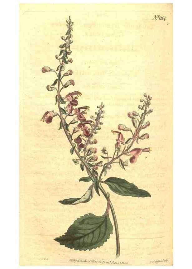 Reproducción/Reproduction 35004512302: Curtis's botanical magazine.. London ; New York [etc.] :Academic Press [etc.]