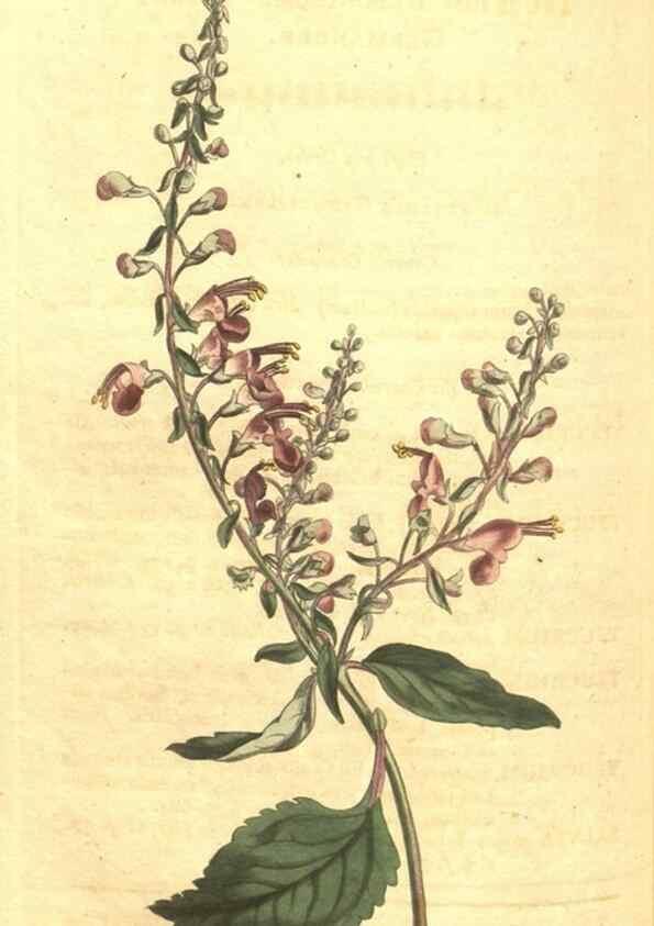 Reproducción/Reproduction 35004512302: Curtis's botanical magazine.. London ; New York [etc.] :Academic Press [etc.]