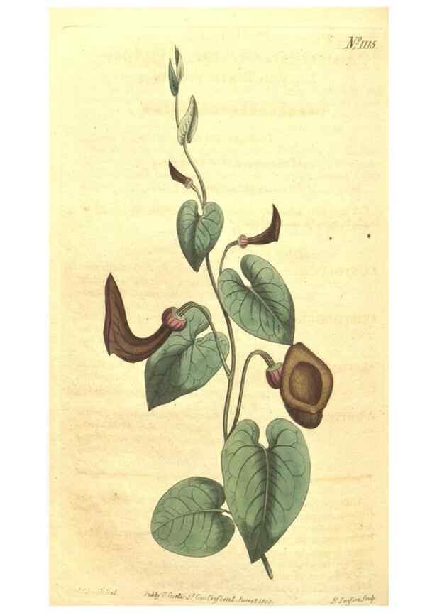 Reproducción/Reproduction 35004515232: Curtis's botanical magazine.. London ; New York [etc.] :Academic Press [etc.]