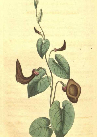 Reproducción/Reproduction 35004515232: Curtis's botanical magazine.. London ; New York [etc.] :Academic Press [etc.]