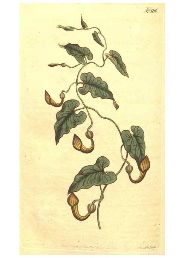 Reproducción/Reproduction 35004517712: Curtis's botanical magazine.. London ; New York [etc.] :Academic Press [etc.]