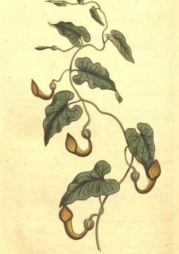 Reproducción/Reproduction 35004517712: Curtis's botanical magazine.. London ; New York [etc.] :Academic Press [etc.]