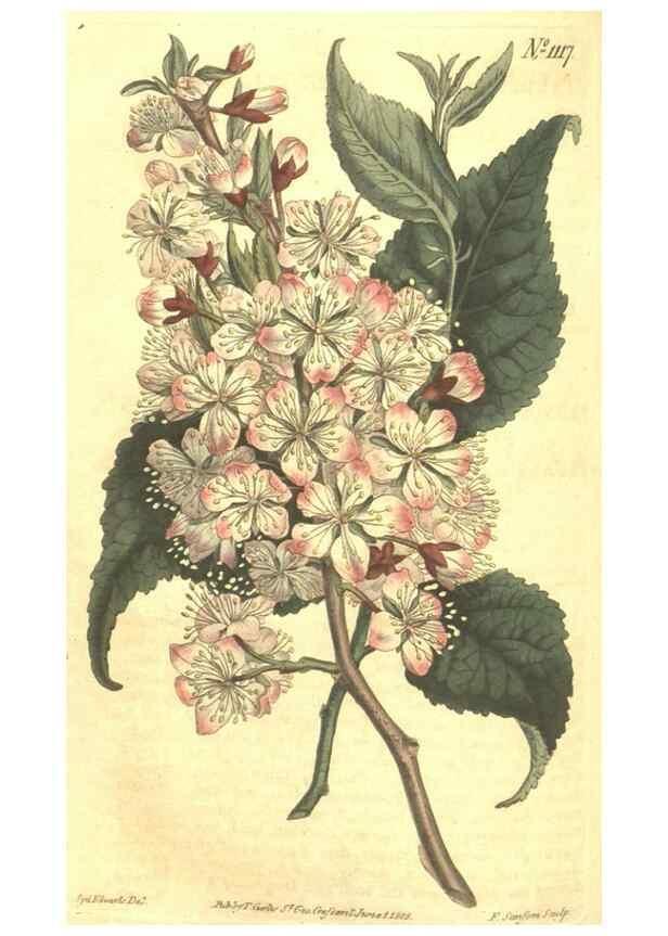 Reproducción/Reproduction 35004520282: Curtis's botanical magazine.. London ; New York [etc.] :Academic Press [etc.]